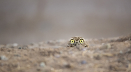 Owl - owl, bird, cute, pasare, eyes, bufnita