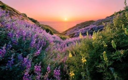 Summer Mountains at Sunset - sky, blossoms, landscape, sun, floers