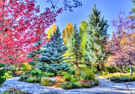 Colorado Trees - colors, autumn, photography, photoshop