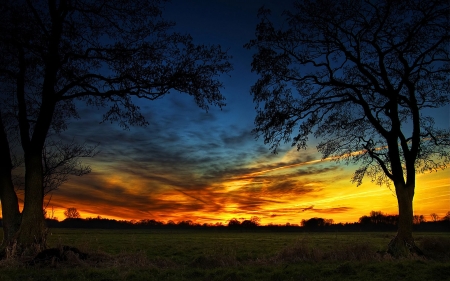 Magical Sky - nature, tree, sunset, cloud