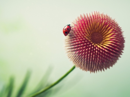 :-) - fantasy, funny, red, ladybug, insect, pencil flower, creative, pink