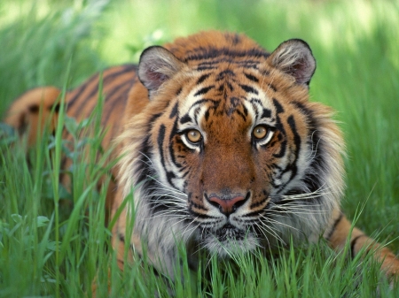 Tiger - animal, grass, tigru, tiger, big cat