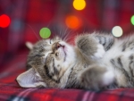 Sleeping kitten