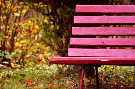 :-) - roz, bench, autumn, pink