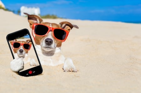 :-) - paw, jack russell terrier, beach, selfie, vara, summer, sunglasses, funny, caine, phone, dog, sand