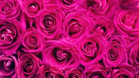 Roses - flower, rose, pink, texture, skin