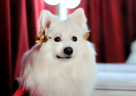 If the dog is successful, other dogs do not hate it - Yuliya Strizhkina, humor, Pets Couturier SIMBA, laurel wreath, SIMBA TSAR ZVEREI, funny dogs photos, emperor, Pushistiy Kutyurye SIMBA, dogs, dog emperor, japanese spitz, white dogs