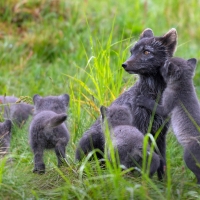 Poland Finland Lapland Fox