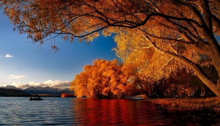 Lake Tekapo - lake, autumn, trees, new zealand, reflection