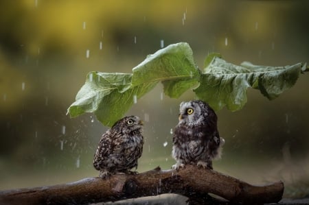 Owls - funny, rain, cute, bird, owl, umbrella, pasare, leaf, bufnita, couple