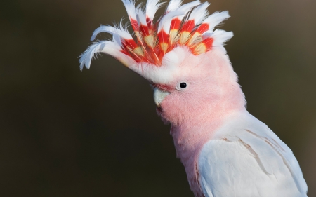 Cockatoo - bird, papagal, cute, pasare, cockatoo, pink