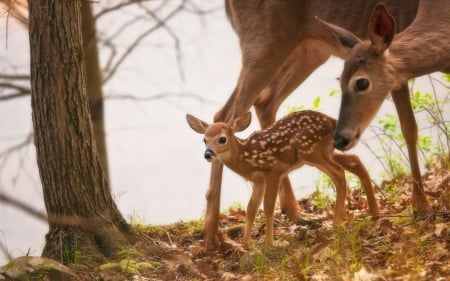 :-) - caprioara, animal, deer, cute, mother, baby, sweet