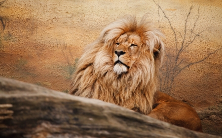 Lion - animal, orange, lion, leu