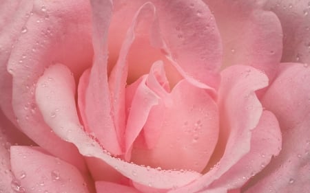 Rose - skin, petal, summer, trandafir, rose, texture, flower