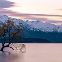 Lone Tree In Middle Of The Lake