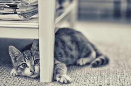 Under the table - animak, cute, cat, kitty