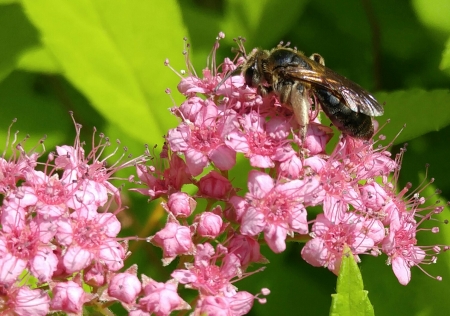 Bee - Flower - insect, bee, flowers, insects