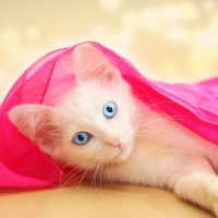 Beautiful White Kitten with Blue Eyes