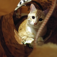 Cat Coucou