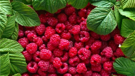 Fresh Picked - fresh, healthy, raspberries, berries, fruit, bright, harvest, leaves, firefox theme