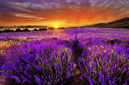 Lavender Field - sunlight, sundown, flowers, sunset, field, lavender