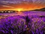 Lavender Field