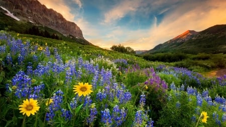 Summer in Mountains - sky, blossoms, landscape, clouds, flowers, sunset