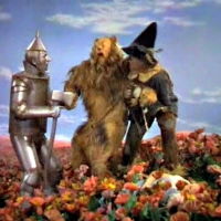 Poppy Field In Wizard Of  Oz