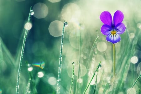 Dew drops - summer, flower, drops, rain, grass