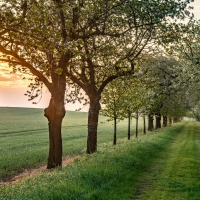 Tree Alley in Germany