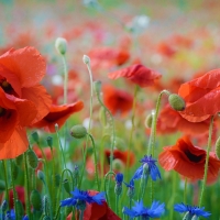 Poppy Field