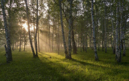 Birch Forest - sunshine, birches, forest, grass