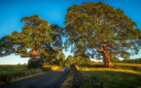 Road and Trees - field, trees, road, landscape