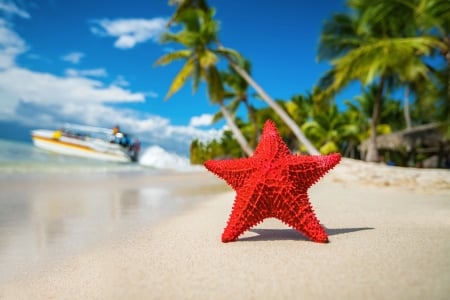 Starfish - Ocean, Palm trees, Star, Beach