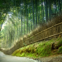 Bamboo Park