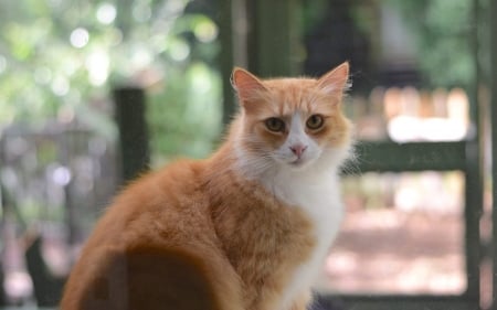 Cat Outside the Window - animal, window, cat, glass