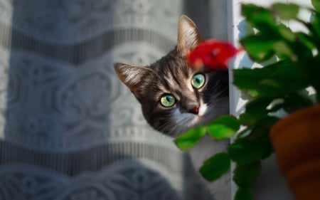 Cat Behind the Flower - hide, cat, look, flower