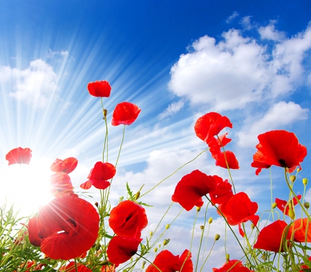 Rays of light - sky, sunlight, poppies, clouds