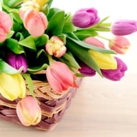 Colorful tulips