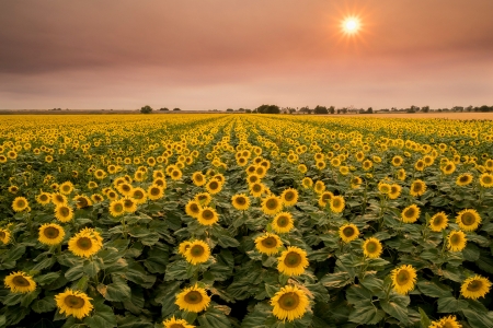 Sunflower Field at Sunset