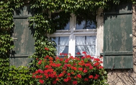 Window with Flowers - flowers, house, window, plants