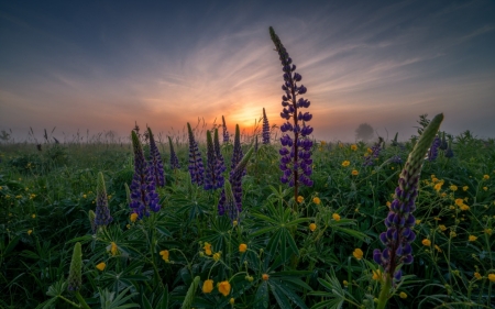 Meadow with Lupines at Sunrise - lupines, nature, meadow, sunrise