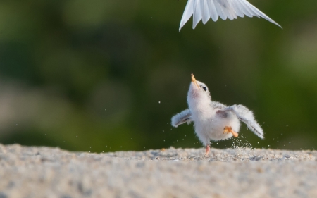 Wait for me! - feather, white, chick, funny, pasare, bird, cute