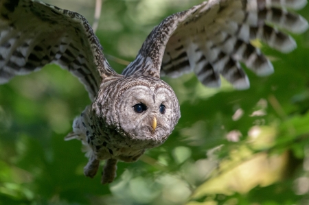 Owl - feather, cute, bird, owl, wings, pasare, bokeh, bufnita, green