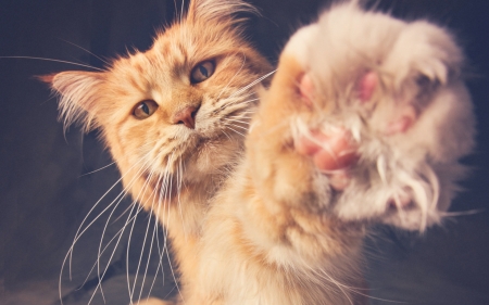 :-) - paw, cat, pisici, animal, cute, ginger