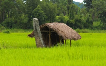 Bamboo Hut - hut, nature, bamboo, green