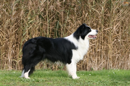 Scottish Dog Breeds - Border Collie - Scottish Dog Breeds, Border Collie, Collies, Scottish Dogs