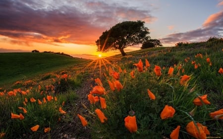 Meadow at Sunset - flowers, meadow, sunset, tree