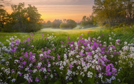 Meadow - flowers, trees, meadow, landscape