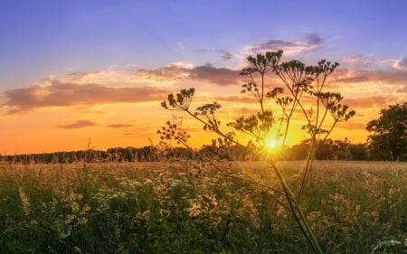 Meadow at Sunrise - wildflowers, nature, meadow, sunrise